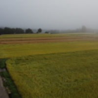 今朝の景色