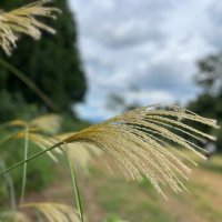 秋といえば