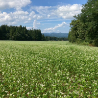 天空の蕎麦畑も綺麗ですよ~!